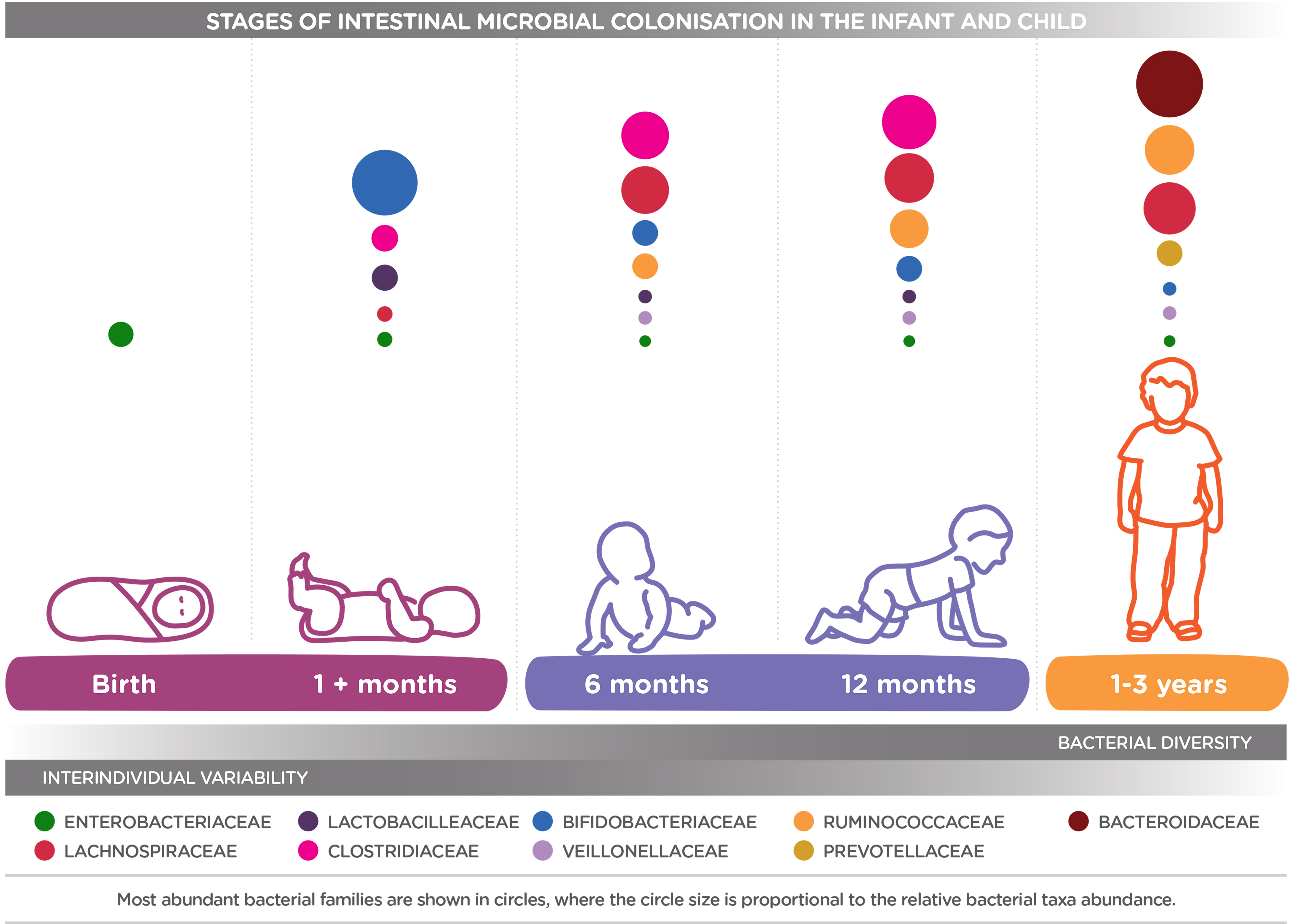 Gut Microbiota Development The Importance Of Prebiotics And Probiotics